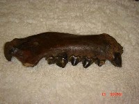 藏品(鬣狗下顎)的圖片